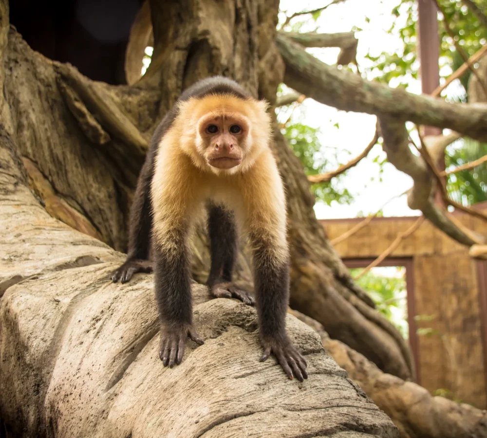 Animal-Sanctuary-White-faced-monkey