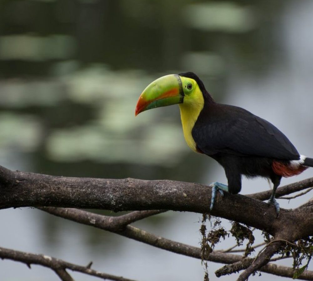 Costa-Rican-Toucan-rdadr6ksdlhvive7edf30h18rl46vrhenh3atxebmy
