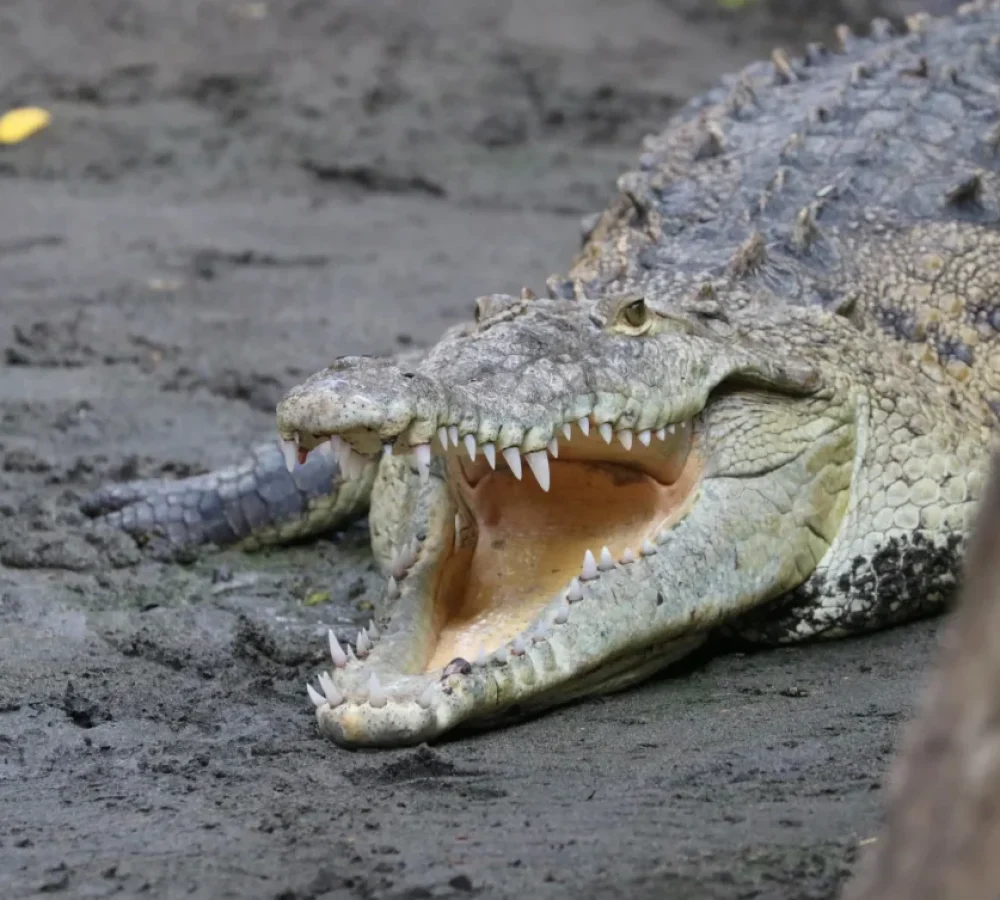 Crocodiles-rld8puh0mw0hfnpox3lmz9yqf3k4vjdaftzv9mykq2