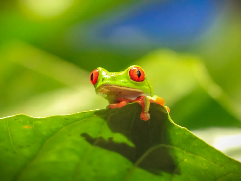 Diamantes-Animal-Sanctuary-104