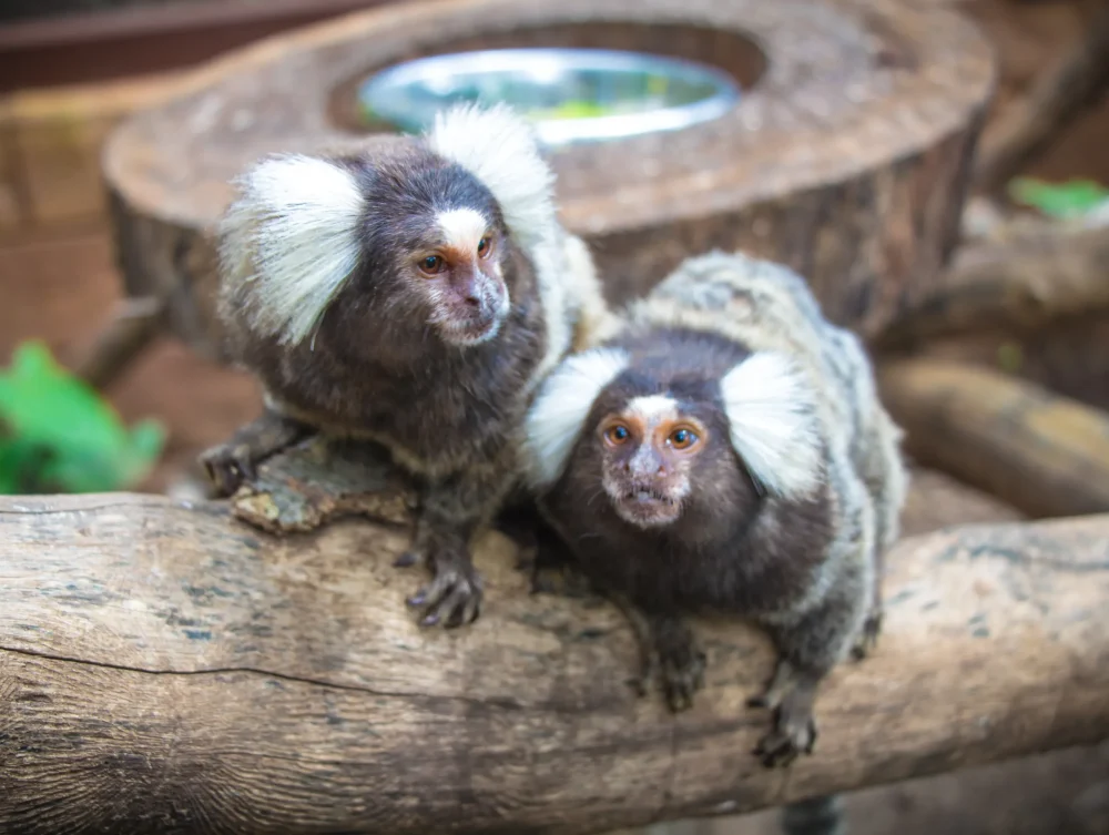 Diamantes-Animal-Sanctuary-151