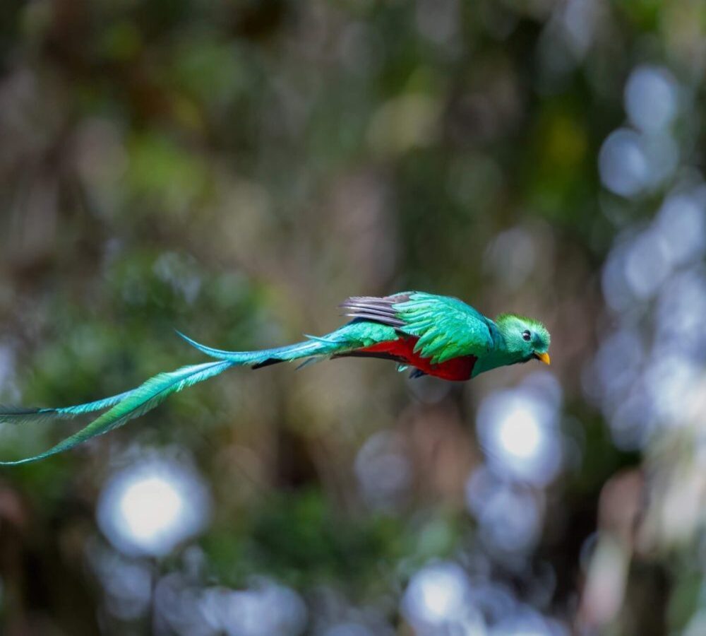 Quetzal-in-Costa-Rica-scaled-1-rdadrnhvsm51bupmnkqd9crjgissqbckpsu1gwp8iy