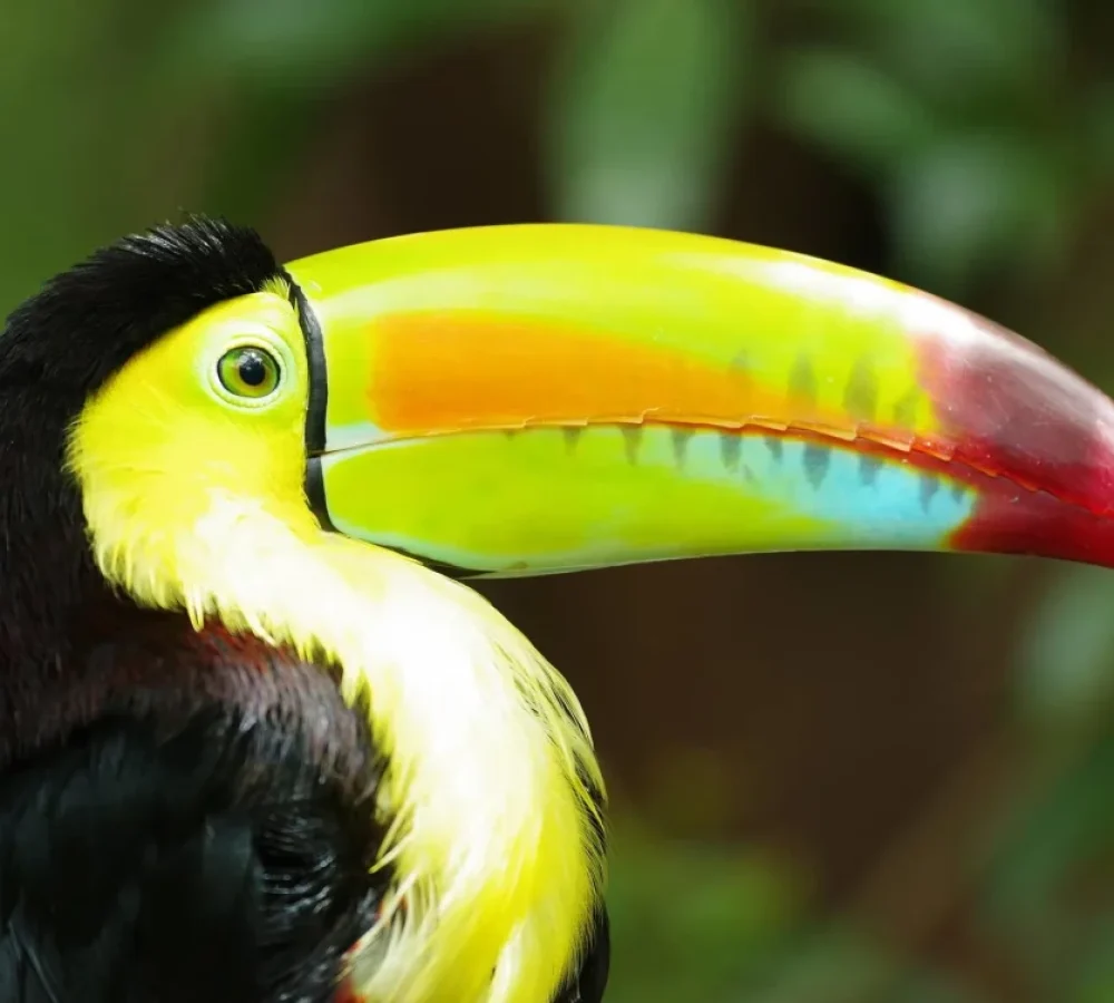 Toucan-Peter-Wood-2-e1577978683552-rld8c9oxx1fdqffo78bmypb1iqh9oxgv8mrdpr3alm