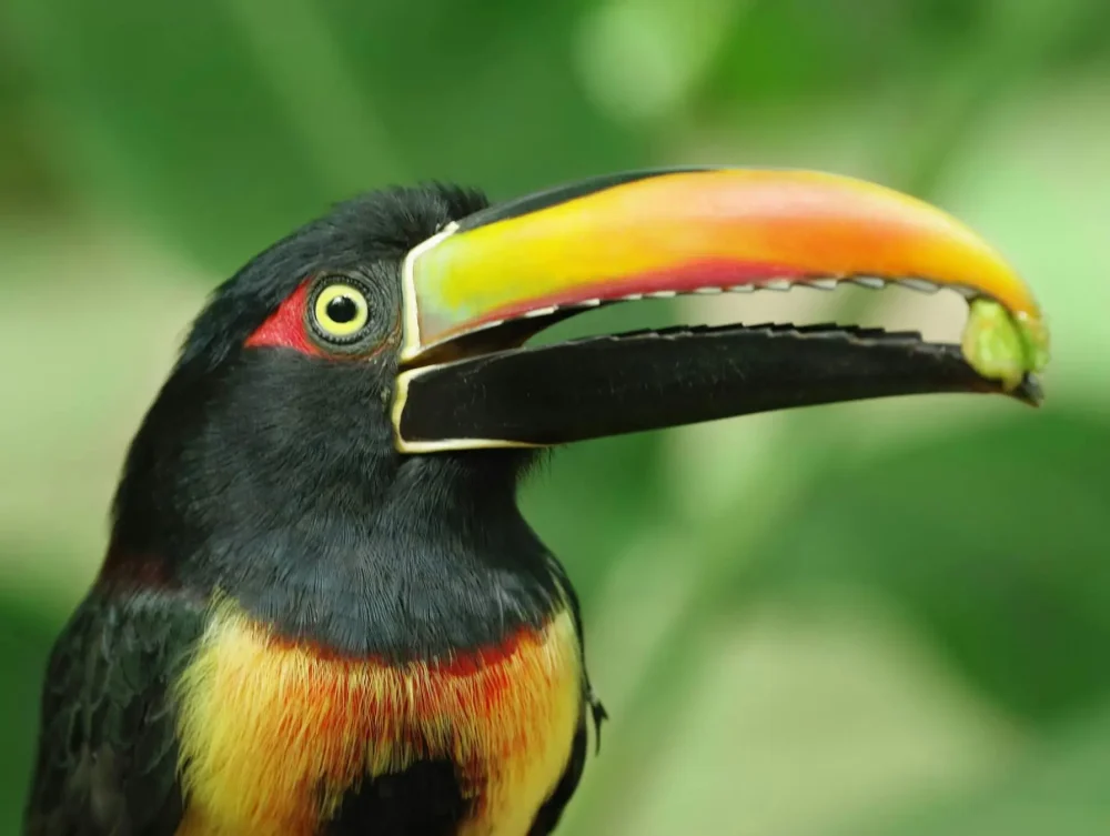 Toucan-Peter-Wood-4-1