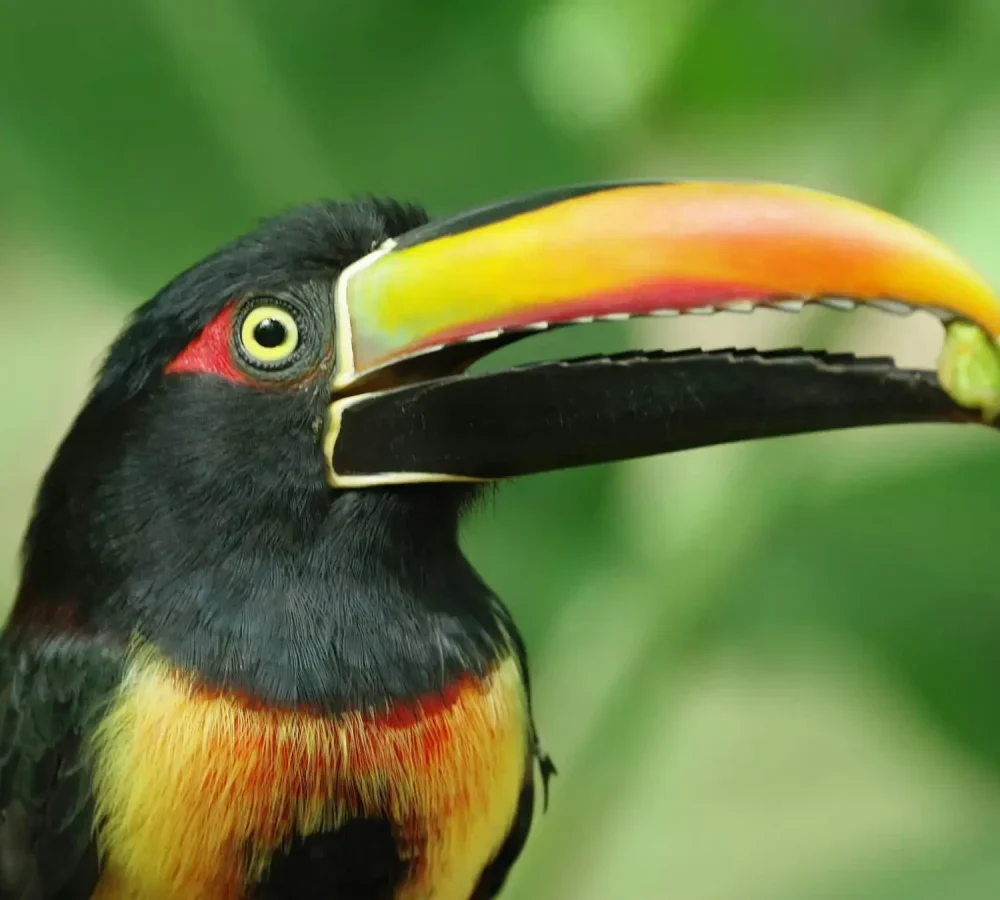 Toucan-Peter-Wood-4-1-rld9cxecgfmslqofewmr5arbpo46ntt1p3kpooxkbs